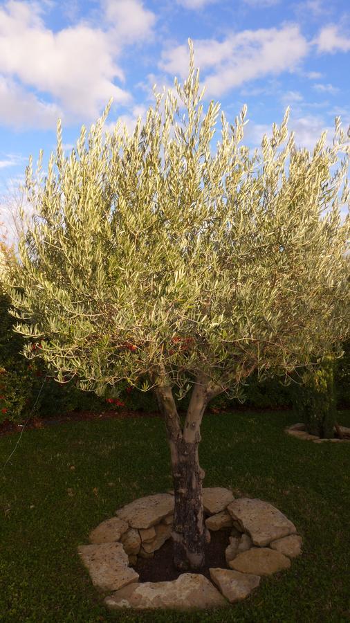 Les Trois Oliviers Bed and Breakfast Forcalquier Buitenkant foto